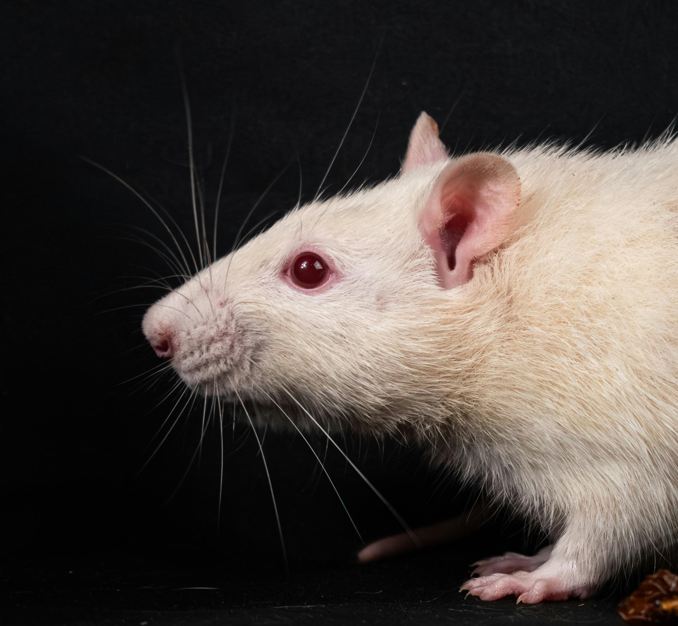 rato de laboratório